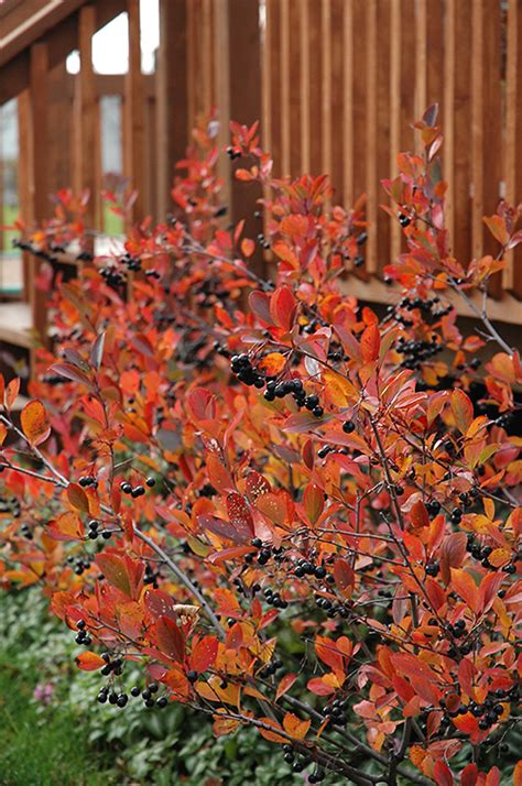 The Exceptional Cold Hardy Traits of Black Chokeberry Variety Autumn Magic